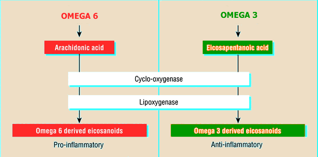 Omega Fatty Acids and Inflammation
