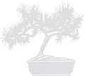 bonsai watermark