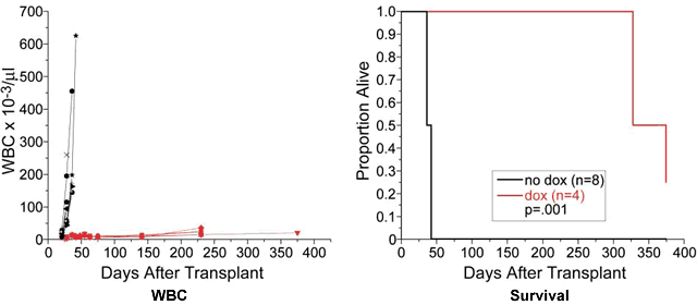 Bcl-2 Expression and Mouse Survival