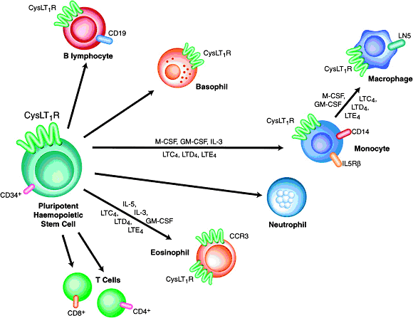Receptors on human immune system cells