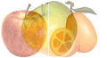 apples and kumquat