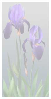 bearded irises