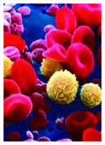 blood stem cells