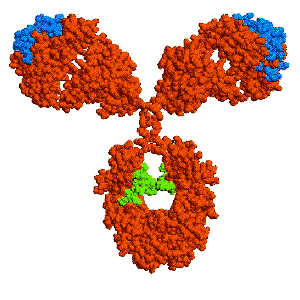 campath molecule