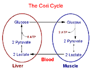 Cori Cycle