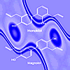 honokiol molecule
