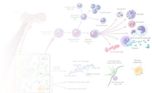 stem cell diagram